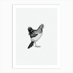 Chicken B&W Pencil Drawing 3 Bird Art Print