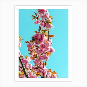 Cherry Trees In Bloom 01 Art Print