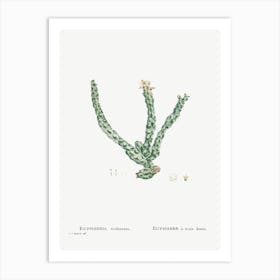 Euphorbia Tridentata, Pierre Joseph Redoute Art Print