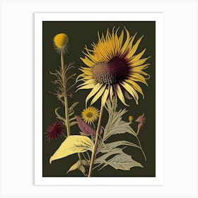 Elecampane Spices And Herbs Retro Drawing 2 Art Print
