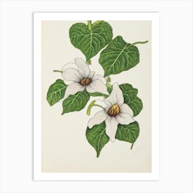 Morning Glory Vintage Botanical Flower Art Print