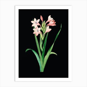 Vintage Gladiolus Saccatus Botanical Illustration on Solid Black n.0532 Art Print