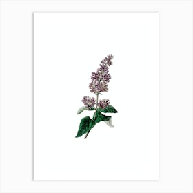 Vintage Lady Josika's Lilac Flower Botanical Illustration on Pure White n.0201 Art Print