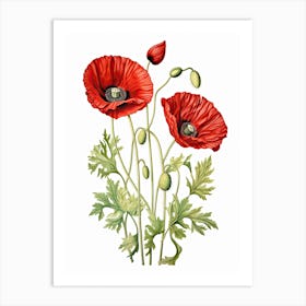 Poppies Flower Vintage Botanical 2 Art Print