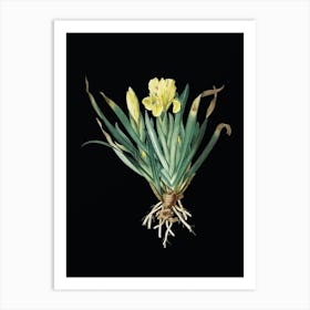 Vintage Crimean Iris Botanical Illustration on Solid Black n.0516 Art Print