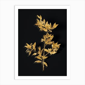 Vintage Fontanesia Phillyreoides Botanical in Gold on Black n.0602 Art Print