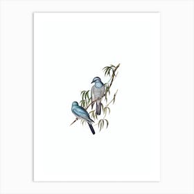 Vintage Swainson’s Graucalus Bird Illustration on Pure White Art Print