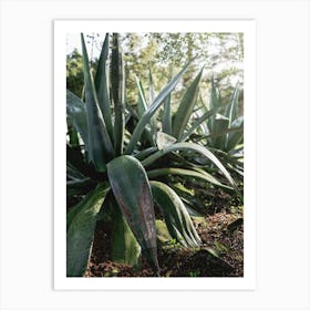 Monserrate Palace Gardens Aloe Majesty Art Print