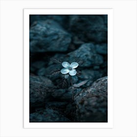 Flower On The Rocks 2 Art Print