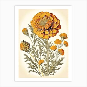 Desert Marigold Wildflower Vintage Botanical 2 Art Print