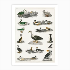 Collection Of Various Birds, Oliver Goldsmith 5 Art Print