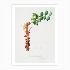 Carob Flower (Ceratonia Siliqua) From Pomona Italiana (1817 - 1839), Giorgio Gallesio Art Print