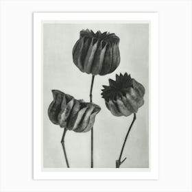 Lime Mallow(1928), Karl Blossfeldt Art Print