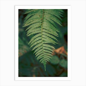 PNW Ferns II Art Print