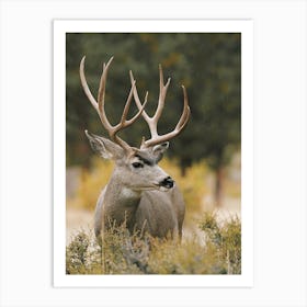 Mule Deer Buck Art Print