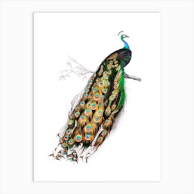 Peacock on a Branch Vintage 19th Century Illustration Art Print