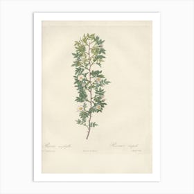 Rose Illustration, Pierre Joseph Redoute (12) 1 Art Print