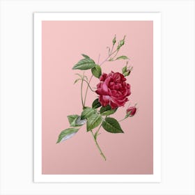 Vintage Blood Red Bengal Rose Botanical on Soft Pink n.0225 Art Print