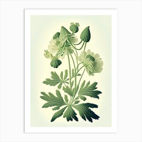 Thimbleweed Wildflower Vintage Botanical 1 Art Print