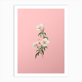 Vintage Wine Stained Godetia Flower Botanical on Soft Pink Art Print