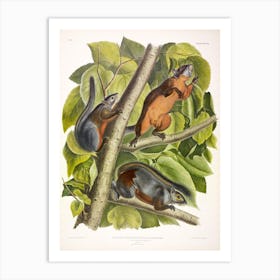 Red Bellied Squirrel, John James Audubon Art Print