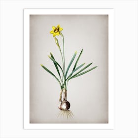 Vintage Narcissus Gouani Botanical on Parchment n.0600 Art Print