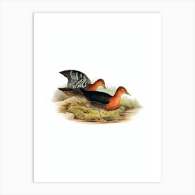 Vintage Red Necked Rail Bird Illustration on Pure White n.0337 Art Print