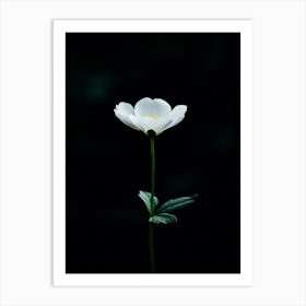 White Anemone Flower 3 Art Print