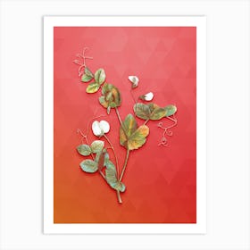 Vintage White Pea Flower Botanical Art on Fiery Red n.0526 Art Print