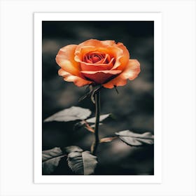 Orange Rose 8 Art Print