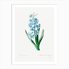 Blue Hyacinth, Pierre Joseph Redouté  Art Print