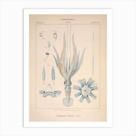 Vérany 1 Loligopsis Veranii Art Print