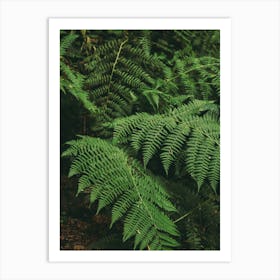 Ferns IV Art Print