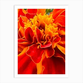 Margold Flower Close-Up Art Print