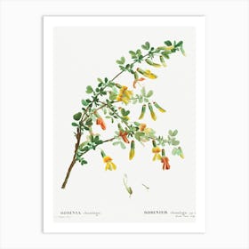 Robinia Chamlagu, Pierre Joseph Redoute Art Print