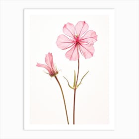 Pressed Wildflower Botanical Art Wild Pink Silene 2 Art Print