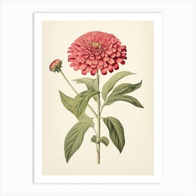 Zinnias Flower Vintage Botanical 1 Art Print