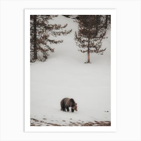 Winter Grizzly Bear Art Print