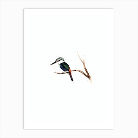 Vintage Red Backed Halcyon Bird Illustration on Pure White n.0207 Art Print