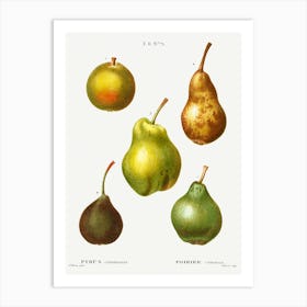 Pear, Pierre Joseph Redoute (8) Art Print