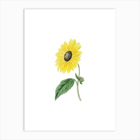 Vintage California Sunflower Botanical Illustration on Pure White n.0430 Art Print
