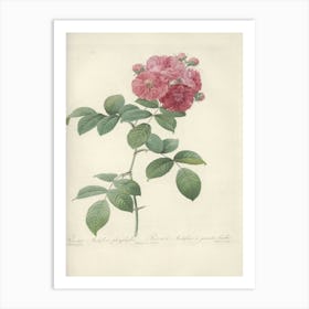 Rose Illustration, Pierre Joseph Redoute (3) 1 Art Print