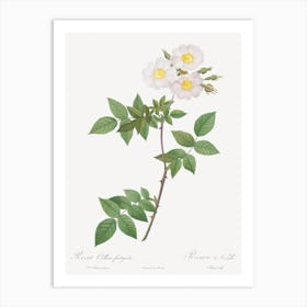 Rosa Collina, Pierre Joseph Redoute Art Print