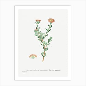 Mesembryanthemum Filamentosum, Pierre Joseph Redoute Art Print