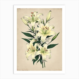 White Lilies Art Print