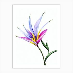 Bird Of Paradise 2  Watercolour Flower Art Print