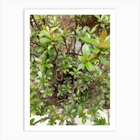 Bush With Green Leaves Art Print