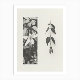 Fuchsia Flower Photo Collage 2 Art Print