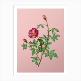 Vintage Moss Rose Botanical on Soft Pink Art Print