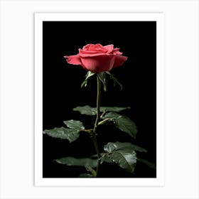 Single Pink Rose 1 Art Print